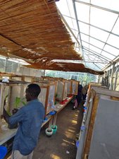 Oviposition bioassays were intensive, as all egg batches had to be collected and each individual egg had to be counted. Many helping hands were needed, and a total of approximately 113'000 eggs were counted.