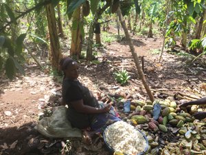 A female cocoa farmer extracts the cocoa beans, which are fermented and dried in the next steps (© Brasio Kawere)