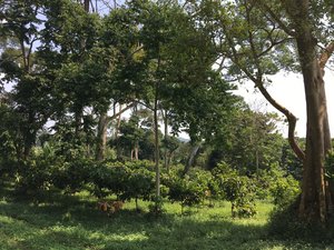 Several farms surveyed grow cocoa in agroforestry systems (© Lina Tennhardt)