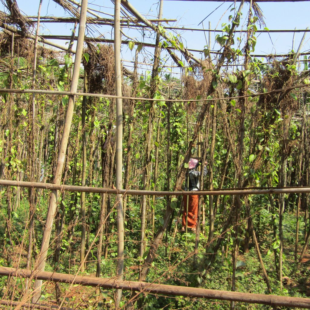 Pepper grows in a field surrounded by and filled with bamboo poles to act as a trelis
