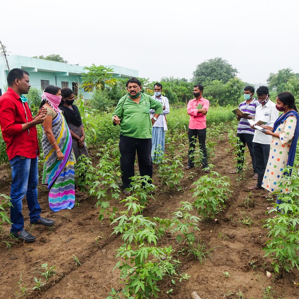 Farmers participating in a training session on evaluating promising traditional cotton. They stand around cotton plants and listen to the teacher talking.