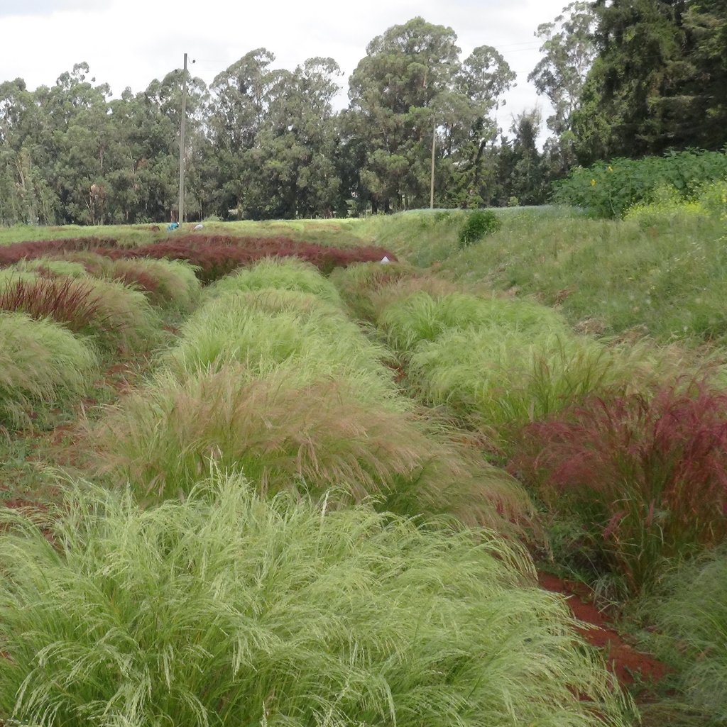 The picture shows the presence of huge diversity among farmers’ varieties of tef. About 6,000 tef landraces collected from major growing areas in Ethiopia are available in the national gene bank. 