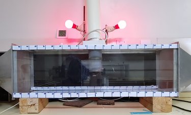 The odor preference of the fall armyworm moth was observed in a dual-choice system where volatiles of different plants could enter the setup from two sides.