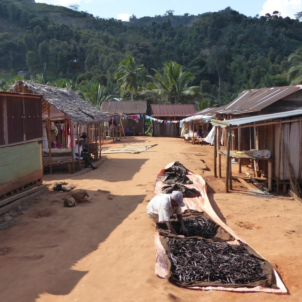 A farmer is drying vanilla in a small village in north-eastern Madagascar. Vanilla is grown by smallholder farmers in agroforestry systems often combined with clove trees as shown in the background of the photo.