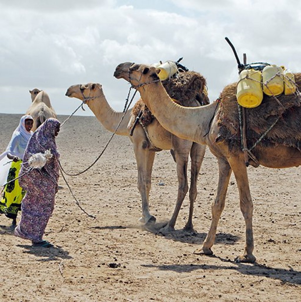 Two members of a women's group that received camels from the project are transporting camel milk to the next collection point in the drylands of Isiolo, Kenya.