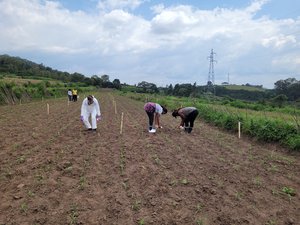 Insecticide vs nematode application Insecticide vs nematode application