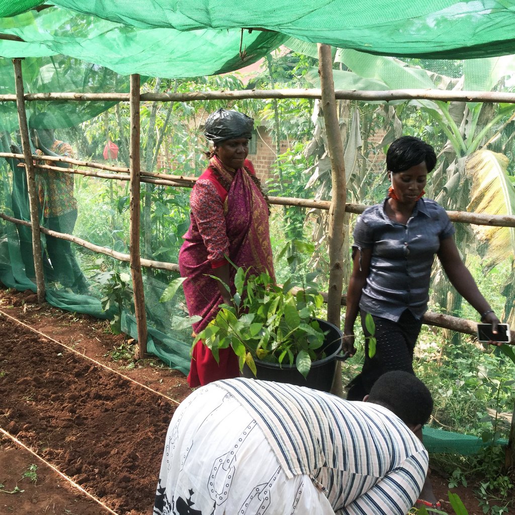 Women in a nursery taking care of young cocoa plants as part of a training session. These sessions allow them to learn more about cocoa production.