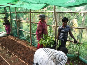 Women take care of young cocoa trees in the nursery (© Brasio Kawere)