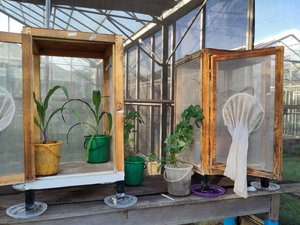 The preference of maize or Desmodium for oviposition by the fall armyworm was tested in bioassays. Certain treatments were also carried out with Desmodium plants placed outside the cage to determine whether the moths preferred the maize plants that were closer or further away from the volatile profile of Desmodium.