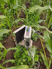 Plant volatiles from Desmodium plants were collected directly on farmers' push-pull fields using mobile entrainment kits powered by batteries.