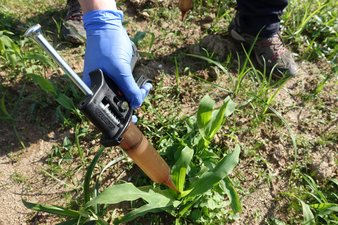Application of nematodes formulated in a protective gel into the whorl of a maize plant Application of nematodes formulated in a protective gel into the whorl of a maize plant
