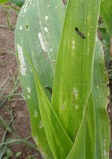 Fall armyworm caterpillars killed by nematodes Fall armyworm caterpillars killed by nematodes