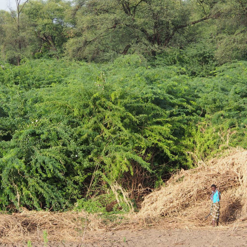The photo shows an invasion of the non-native tree Prosopis juliflora (green layer under the tall native trees) along a river in East Africa. Within 30 years, this tree has invaded 10 million ha of land in East Africa.