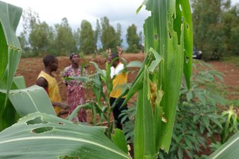Plants damaged by fall armyworm Plants damaged by fall armyworm