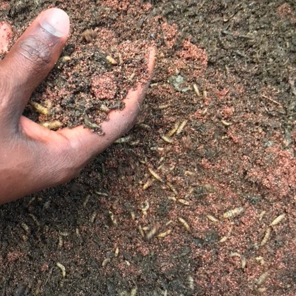 Close up of a hand holding soil which contains black soldier fly larvae. Black soldier fly larvae are feeding on organic leftovers from food production. Once the larvae are mature, they can be separated from the residues.