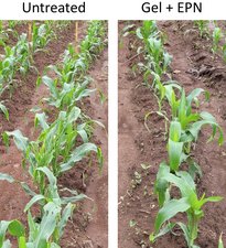 Fall armyworm damage on untreated vs nematode-treated plants Fall armyworm damage on untreated vs nematode-treated plants