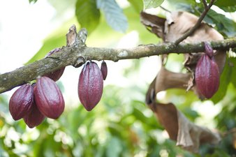 Theobroma cacao, the cocoa tree, produces several cocoa fruits (© Mubiru Derrick Triesman)